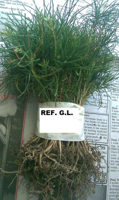 APPALACHIAN MOUNTAIN GROWN  free shipping WHITE PINE TREE QUANTITY(20) FRESH STARTER SEEDLINGS!